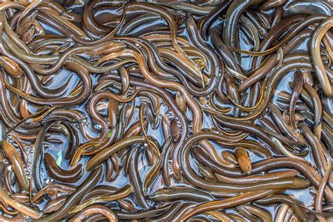 Fish Enema Porn Videos .
